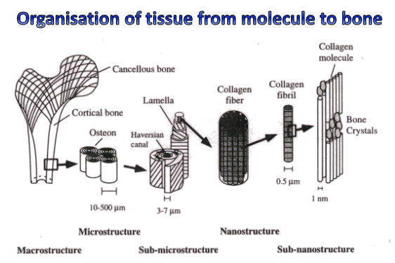 <p>specialised connective tissues</p><p>extracellular matrix which can calcify</p><p>collagen fibres with a preferential orientation (follow specific orientation structure)</p><p>some non-collagenous proteins essential to bone function (regulators)</p><p>calcification occurs with the formation of hydroxyapatite crystals- calcium phosphate crystals incorporate into bone to give it its structure&nbsp;</p>