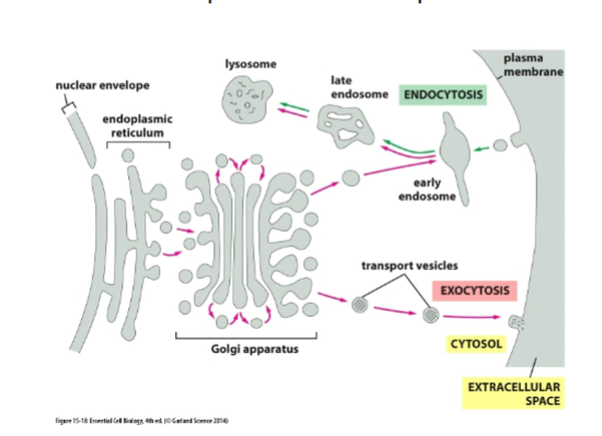 <p>out of cell: goes outward from cell interior :ER → cis-Golgi → trans-Golgi → plasma membrane → secretion</p>