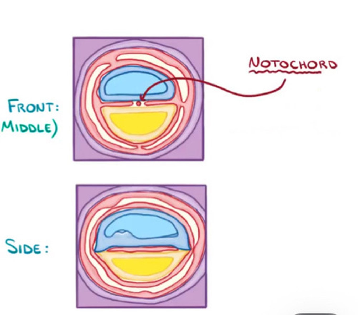 <p>Transient embryonic structure formed by condensed cells of the mesoderm layer</p>
