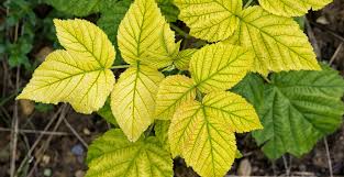 <p><span>&nbsp;Nutrient deficiency causing yellowing between leaf veins, often in alkaline soils.</span></p>