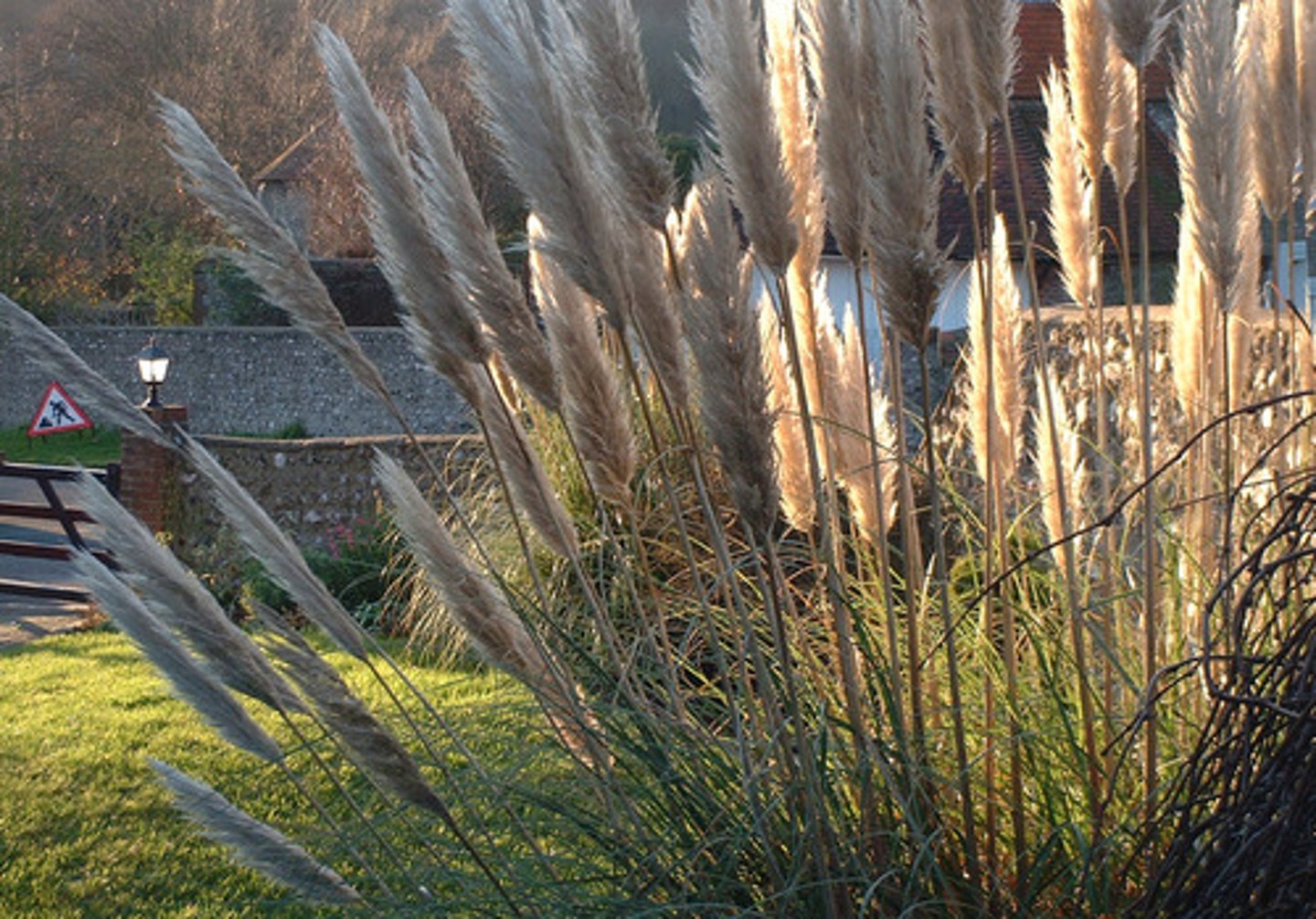 <p>a tall, thin grass that grows in wet areas</p><p>cây sậy</p>