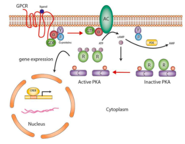 <ol><li><p>hormone binds to receptor and the G-proteins dissociate</p></li><li><p>alpha subunit activates AC</p></li><li><p>catalyzes product of cAMP</p></li><li><p>removes regulatory unit from PKA</p></li><li><p>PKA activates other molecules for hormonal response</p></li></ol><p></p>