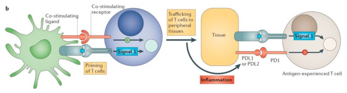 <p>PD-1 is een remmend molecuul dat bindt aan PD-L1 of PD-L2, wat zorgt voor remming van de T-cel. Dit is normaal nodig voor onnodige immunreacties/autoimmunreacties.</p><p>Tumoren maken gerbuik van dit mechanisme om aanvallen van immuunsysteem te vermijden.</p>