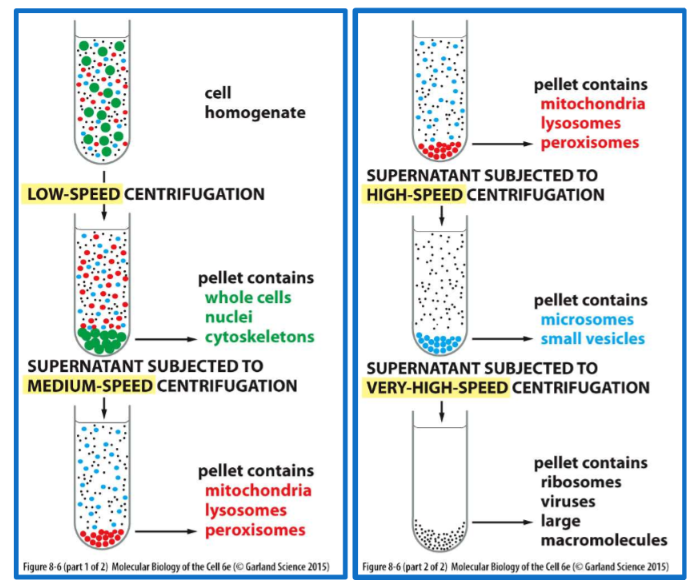suspension of cells, contains organelles with a distinct size, charge, and density