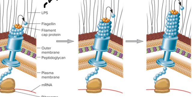 <p>self-assemble w/ help of filament cap at tip, not the base; makes cap and pushes it out</p>