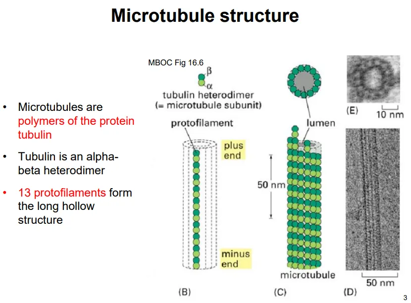 <ul><li><p>tubulin monomers are <strong>heterodimers </strong>of two subunits: <strong>alpha and beta</strong></p></li><li><p>the heterodimers assemble end to end, so that the alpha and beta subunits <strong>alternate</strong>, into long strands called <strong>protofilaments</strong></p></li><li><p><strong>13 </strong>of these protofilaments assemble into a <strong>hollow cylinder</strong></p></li><li><p>the <strong>plus</strong> end is the <strong>beta </strong>end, and the <strong>minus </strong>end is the <strong>alpha </strong>end</p></li><li><p>each of the subunits has a GTP-binding site, but only beta-tubulin can hydrolyse it- the GTP bound to alpha-tubulin lends stability and proper folding</p></li></ul><p></p>