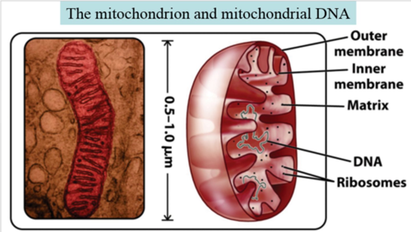 <p>A small amount of DNA that is located in the mitochondria; does not have any repair mechanisms</p>