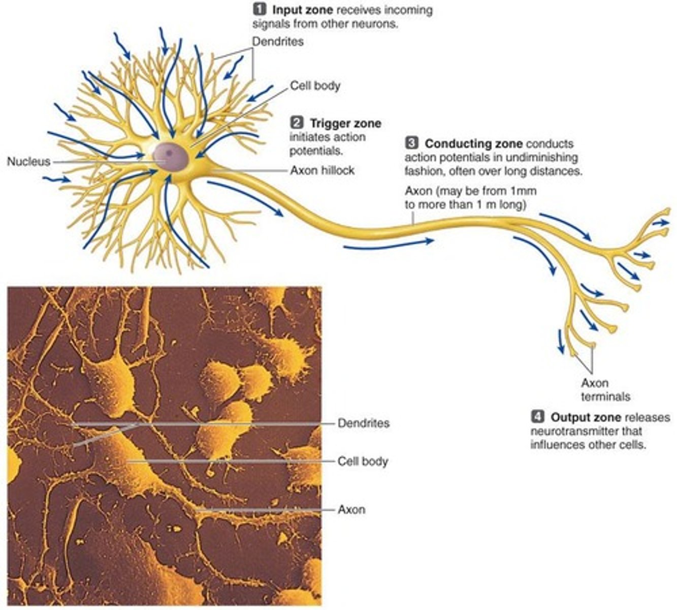 <p>1. Cell body (contains nucleus and organelles), 2. Dendrites (receive incoming signals), 3. Axon (conducts action potential away from the cell body).</p>