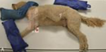 <p>what’s this position?</p>