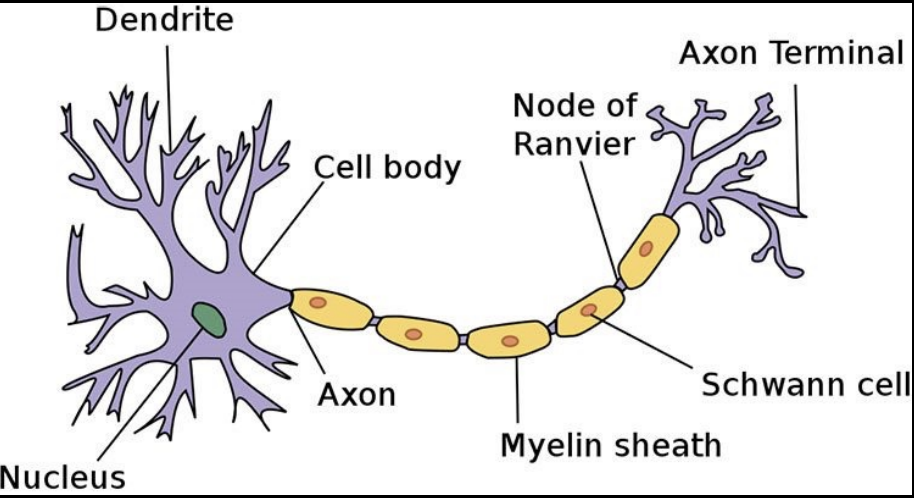 <ul><li><p>Crucial white fatty casing on axon</p></li><li><p>Acts as an electrical insulator&nbsp;</p></li><li><p>Increases the speed of neural signals down the axon&nbsp;</p></li></ul><p></p>