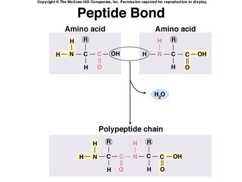 Bonds that connect amino acids.
