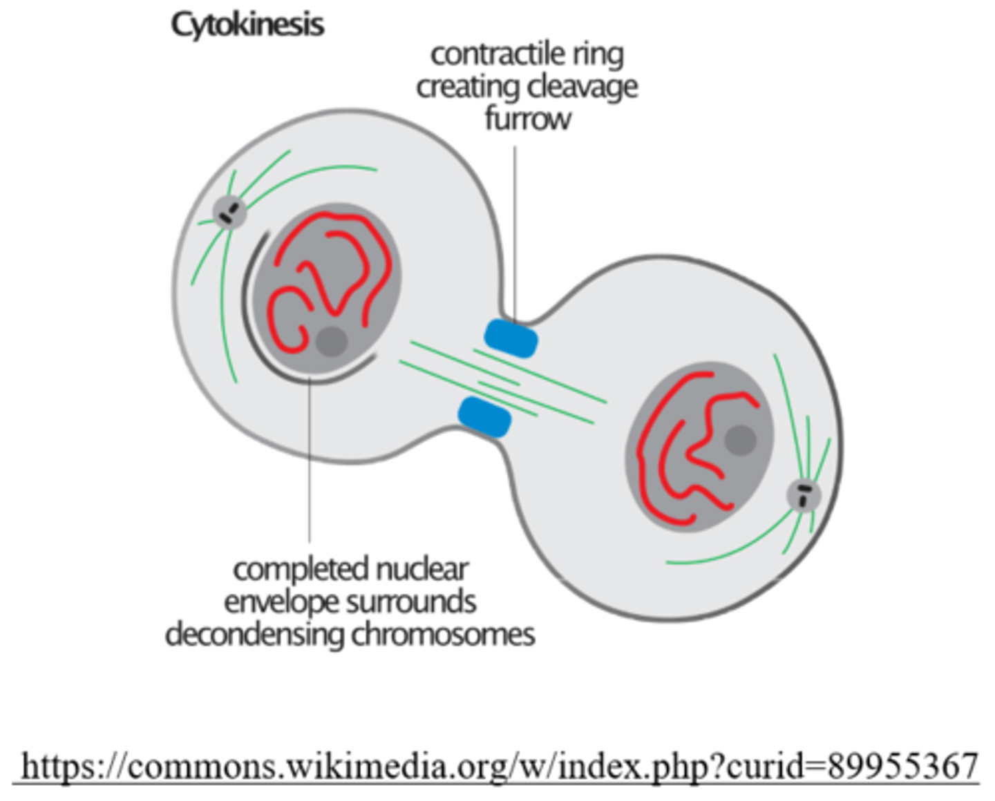 <p>cleavage furrow</p>