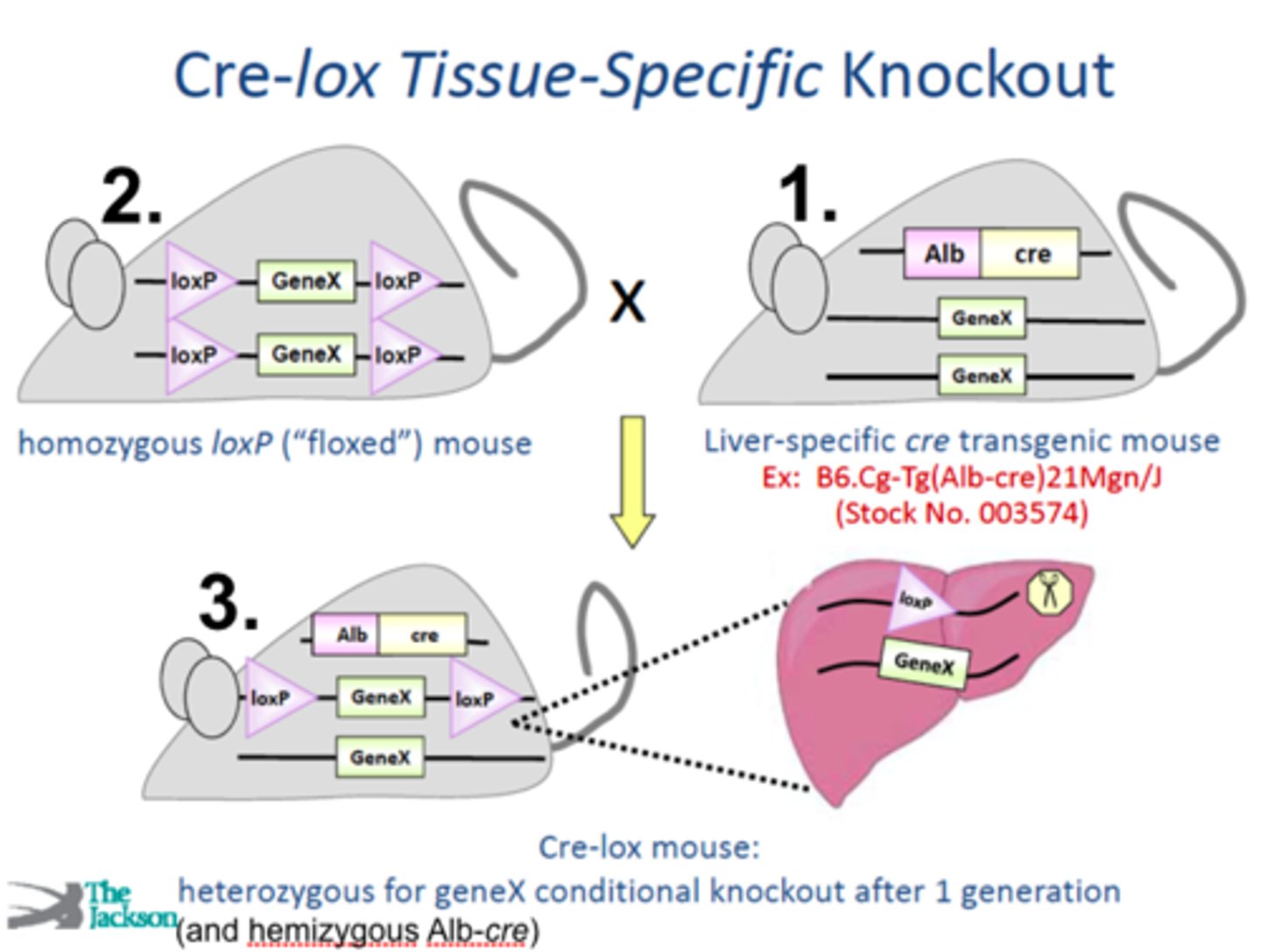 <p>Breed mouse containing the liver specific cre transgene to a homozygous loxP floxed mouse</p><p>now you have a heterozygous mouse for GeneX conditional knockout mouse after 1 generation</p>