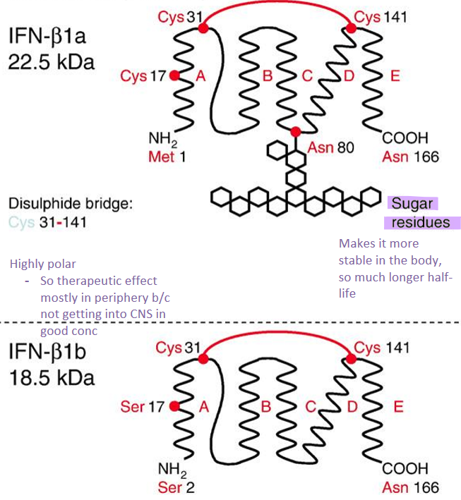 <ul><li><p>IFN-1a </p><ul><li><p>glycosylated at Asn 80→ more stable in body and longer half-life</p></li><li><p>166 amino acids</p></li></ul></li><li><p>IFN-1b</p><ul><li><p>nonglycosylated </p></li><li><p>165 amino acids </p></li></ul></li><li><p>similarities</p><ul><li><p>disulphide bridge Cys 31-141</p></li><li><p>highly polar, so mostly in periphery </p></li></ul></li></ul><p></p>