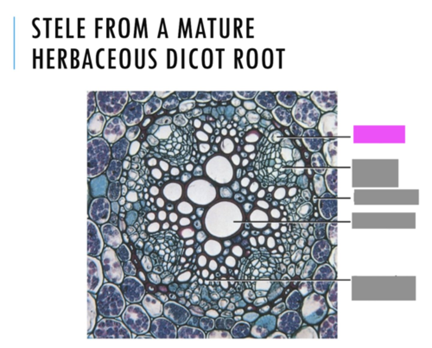 <p>Name the pink highlighted structure.</p>