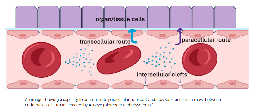 <p><span>This type of transport is called </span><strong>paracellular </strong><span>transport. </span><em>Para</em><span> in Greek means beside. We tend to refer to this type of movement as </span><strong>bulk flow</strong><span> since fluid and anything dissolved in it (ions, hormones, glucose, wastes, drugs) that are small enough to fit through that intercellular cleft will flow through it. Bulk flow&nbsp;isn't very selective apart from size.&nbsp;This is one reason why the ion concentrations between the plasma and interstitial fluid are very similar! Proteins, on the other hand, cannot fit through these clefts. That is why the interstitial fluid has different protein concentrations than the plasma does.</span></p>