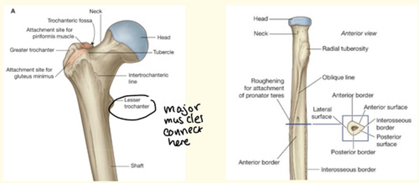 <p>The surface markings of bone are found where fascia, ligaments, tendons or aponeuroses are attached to bone </p>