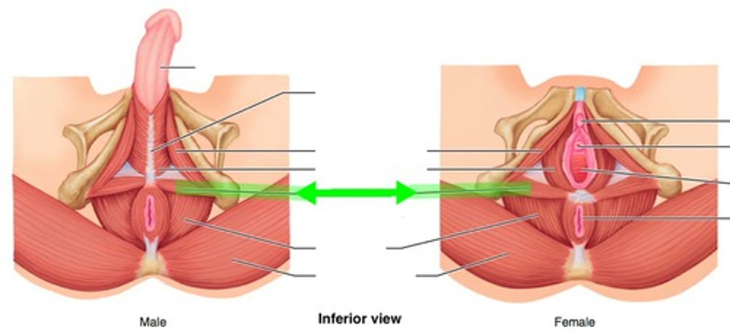 <p>pertaining to the perineum</p>