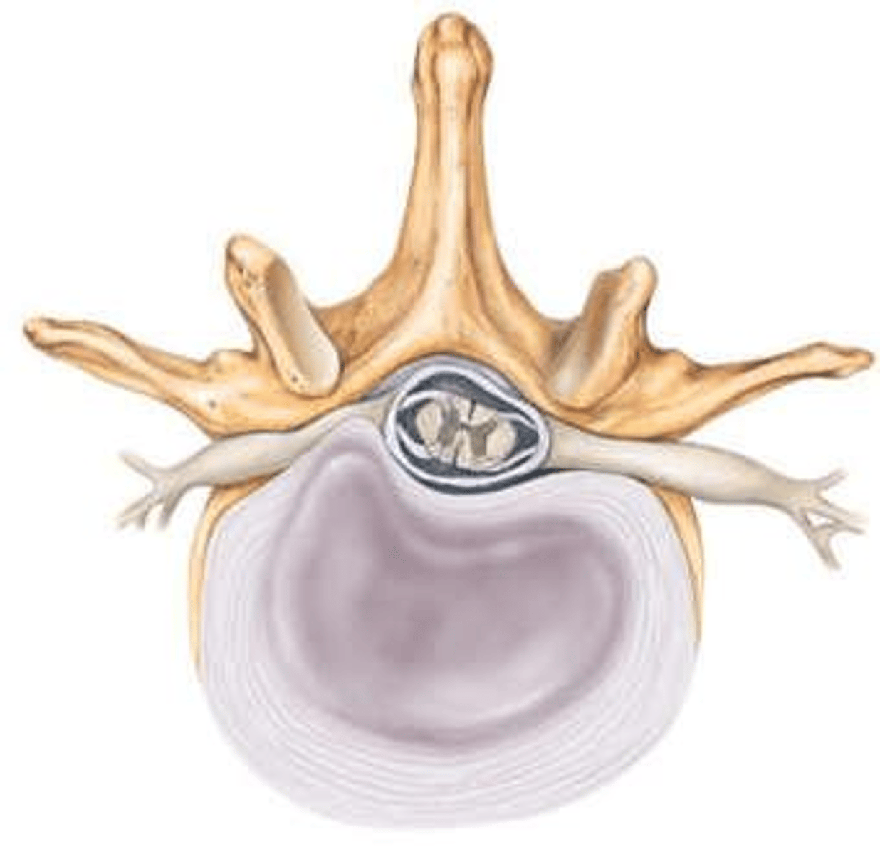 <p>Three anterior and three posterior spinal veins draining to external vertebral venous plexus.</p>
