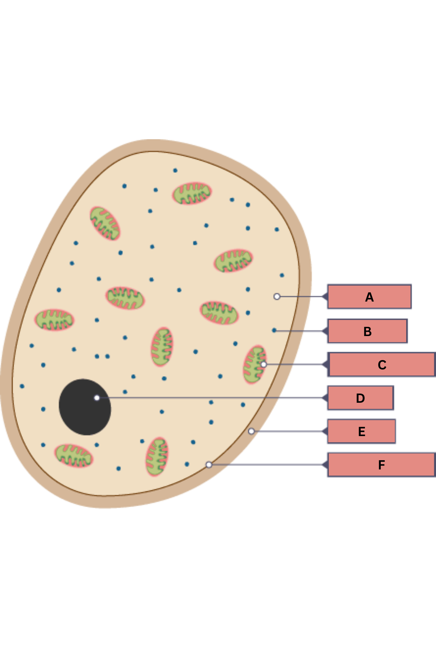 <p>What is <strong>B</strong> on the fungi diagram?</p>