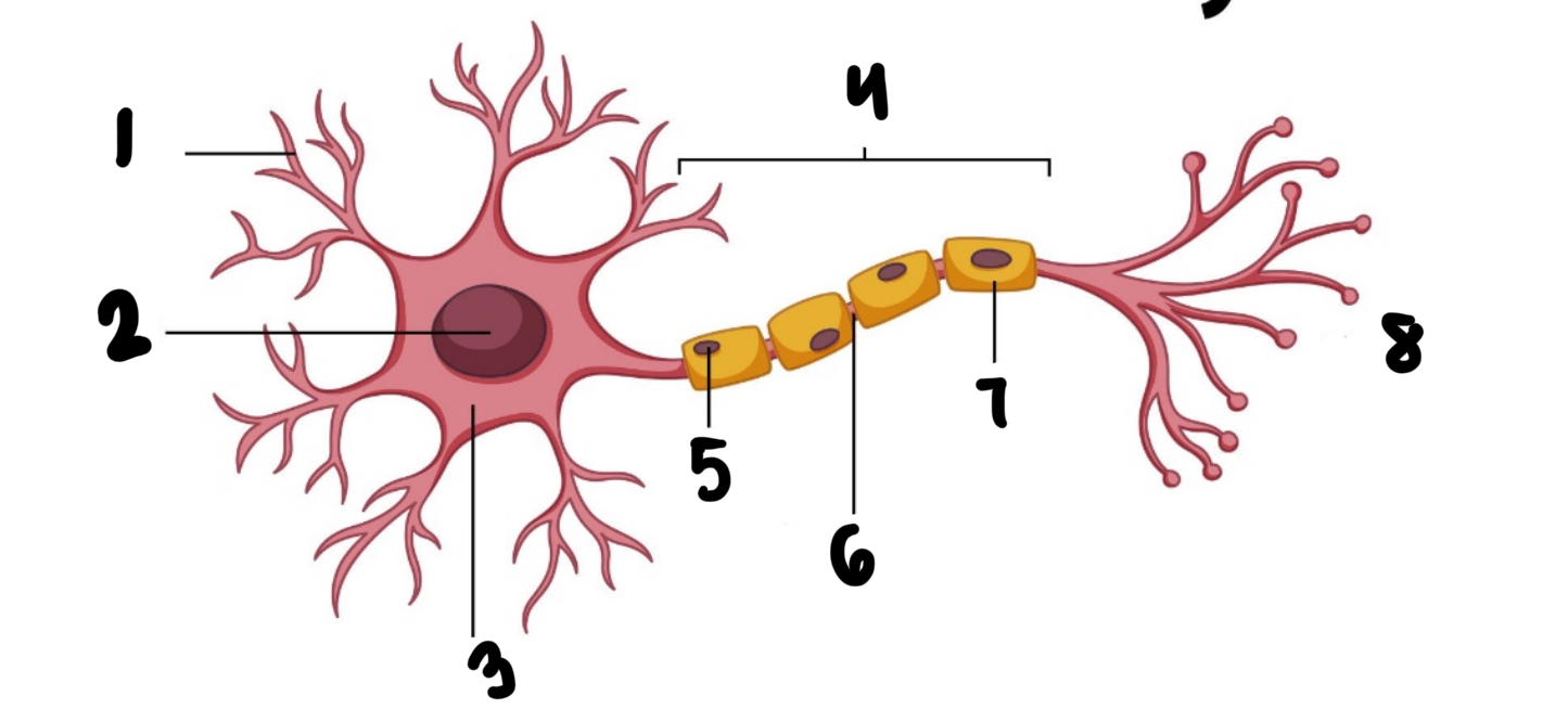 <p>Structure parts of a neuron</p>