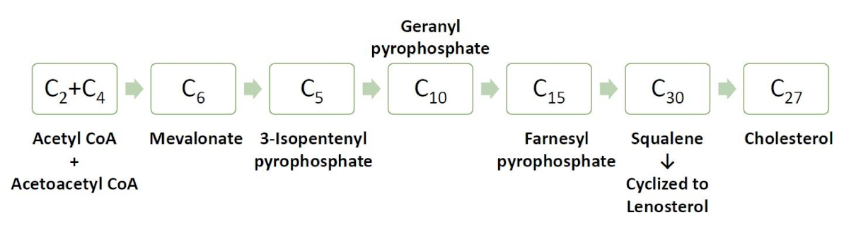 <p>All 27C comes from Acetyl-CoA </p><ol><li><p>Synthesis of <strong>isopentenyl pyrophosphate </strong>in cytoplasm </p></li><li><p>Condensation to <strong>squalene </strong>in ER </p></li><li><p>convertion to <strong>cholesterol </strong>in ER</p></li></ol><p></p>