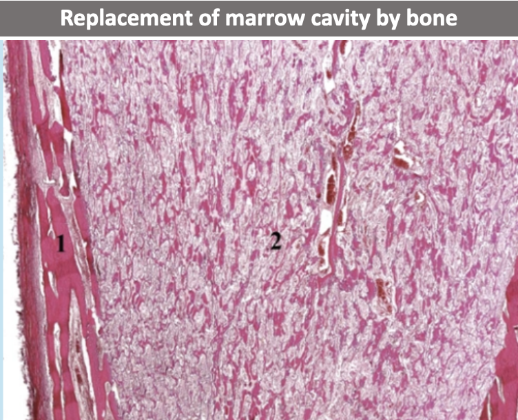 <p>What does this histo slide show?</p>