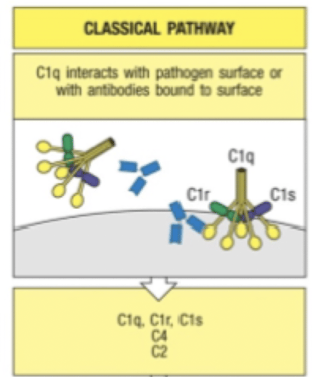 <p>antibodies bind to surface of foreign cell for lysis.</p><p>C1 binds to antibodies, C3 cleaves to C3A &amp; C3B</p>