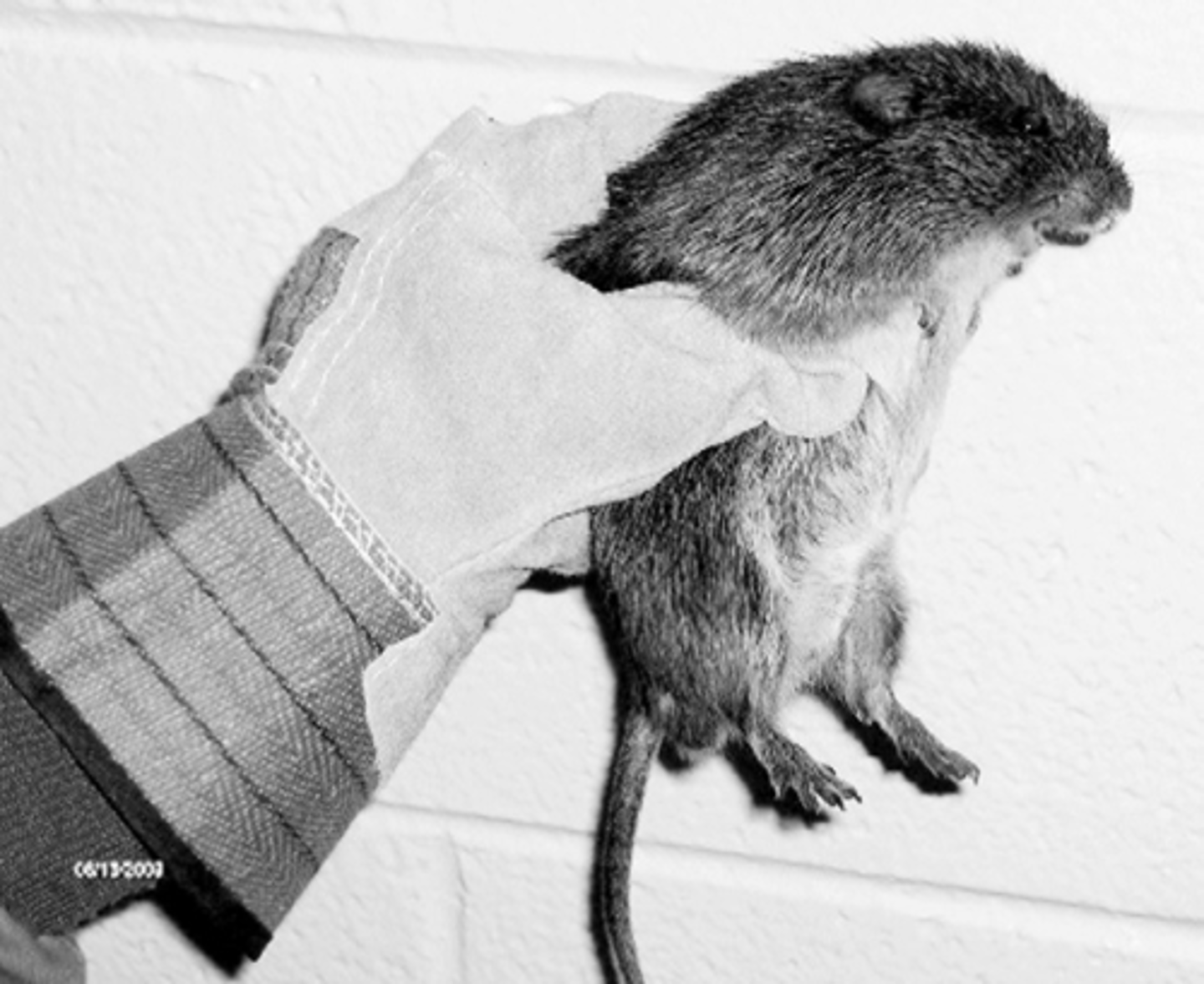 <p>chuột lớn</p>