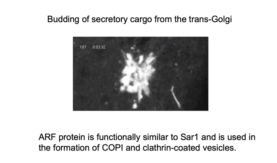 <ul><li><p>Uses <strong>ARF G-protein</strong> instead of Sar1</p></li><li><p>ARF functions similarly to Sar1</p></li><li><p>ARF is required for forming <strong>COP I</strong> and <strong>clathrin-coated</strong> vesicles</p></li><li><p>Vesicles still bud via membrane curvature and coat protein assembly</p></li></ul><p></p>