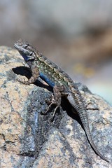 <p>To 8.9cm SVL • Larger scales and longer spines on scales (relative to S. graciosus) • Keeled scales on rear thighs • Often have orange on rear of limbs • Darker venter, intermittent black scales, blue belly patches sometimes lined in black.</p>