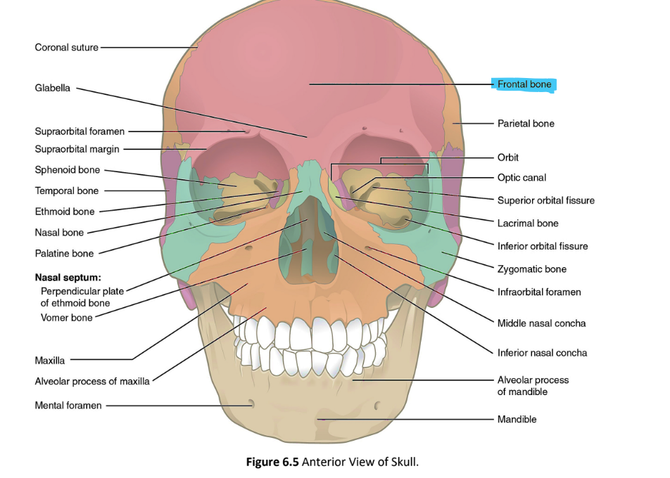 <p>frontal bone</p>