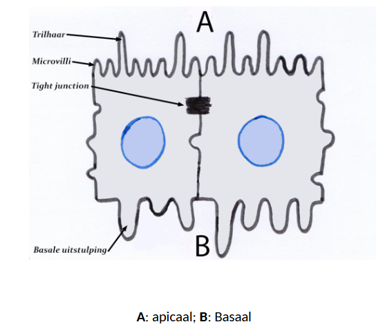 <ul><li><p>cuboïdale tot columnaire cellen → lijnen ventrikels &amp; ependymkanaal (centraal kanaal) van ruggenmerg af</p></li><li><p>in sommige delen van CZS: ependymcellen tonen apicale trilharen (= cilia) &amp; microvilli</p><ul><li><p>cilia → spelen rol bij flow van CSV</p><ul><li><p>skelet uit microtubuli</p></li></ul></li><li><p>microvilli → rol bij absorptie</p><ul><li><p>hebben actine cytoskelet</p></li></ul></li></ul></li><li><p>naar apicaal toe: met elkaar verbonden met junctionele complexen (tight junctions)</p><ul><li><p>zoals ook bij epitheelcellen</p><ul><li><p>MAAR: verschil met epitheel: geen basale membraan die ependymcellen scheidt van onderliggende weefsel</p><ul><li><p>EN: ependymcellen hebben basaal uitlopers die zich vermengen met andere uitlopers in naburige neuropil</p></li></ul></li></ul></li></ul></li></ul><p></p>