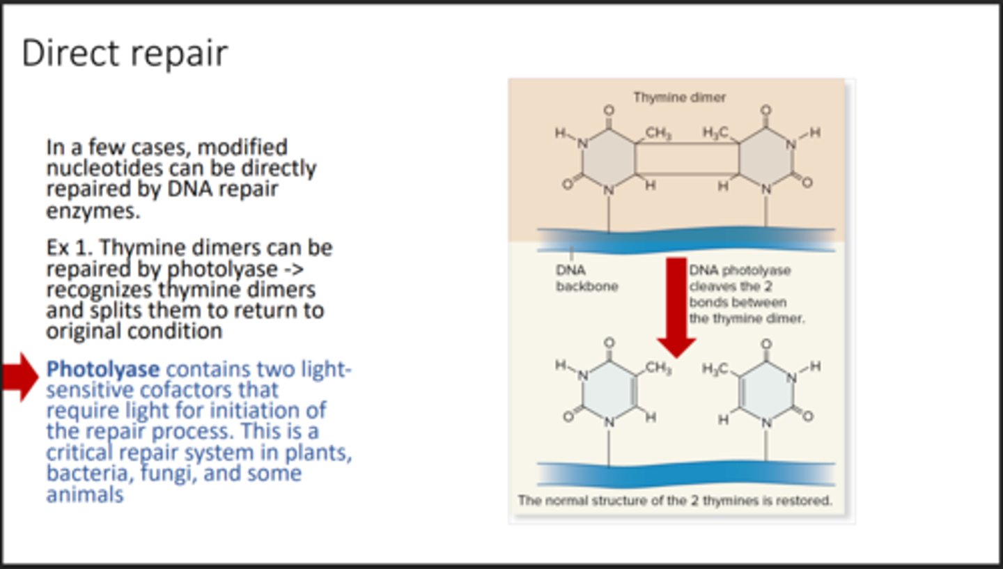 <p>Fixes damaged DNA directly</p>