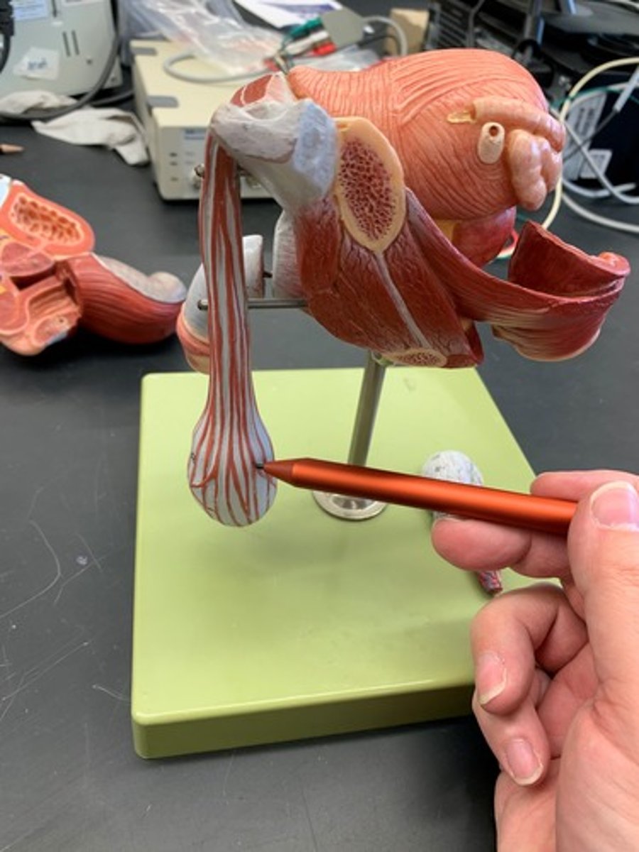 <p>Muscle that pulls the scrotum closer to the body in cold temperatures and relaxes to let the testicles be farther away from the body in warmer weather</p>