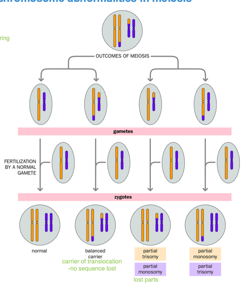 <ul><li><p>can be a carrier of translocation</p></li><li><p>can be normal</p></li><li><p>trisomy / monosomy - after fertilisation aneuploidy - maternal meiosis</p></li></ul><p></p><p>Remember aneuploidy - disjunction / anaphase lag </p><p>-NON DISJUNCTION - leads to mono / trisomy </p><p>(remember polyploidy = additional chromosome sets)</p><p></p><p></p>