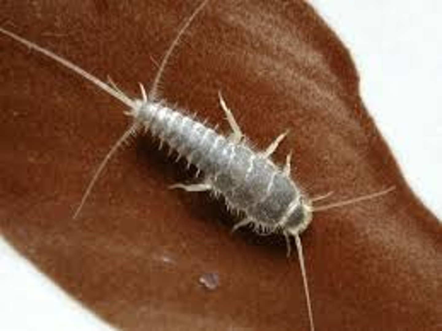 <p>silverfish</p>