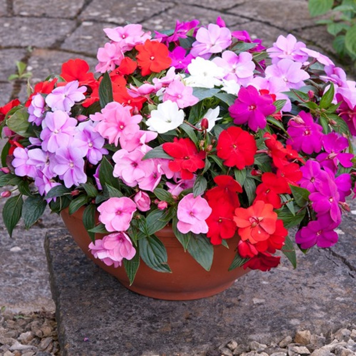 <p>Impatiens hybrid cv.</p>