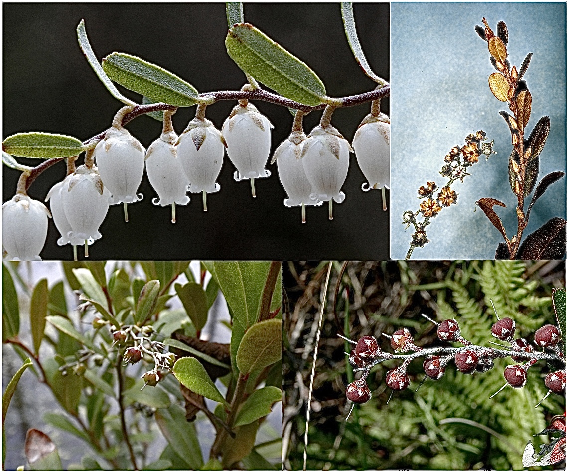 <p>Chamaedaphne (Ericaceae - leatherleaf) LA</p>