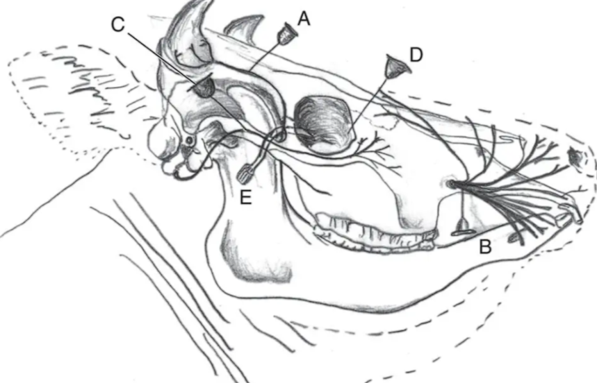 <p>Which is Auriculopalpebral?</p>