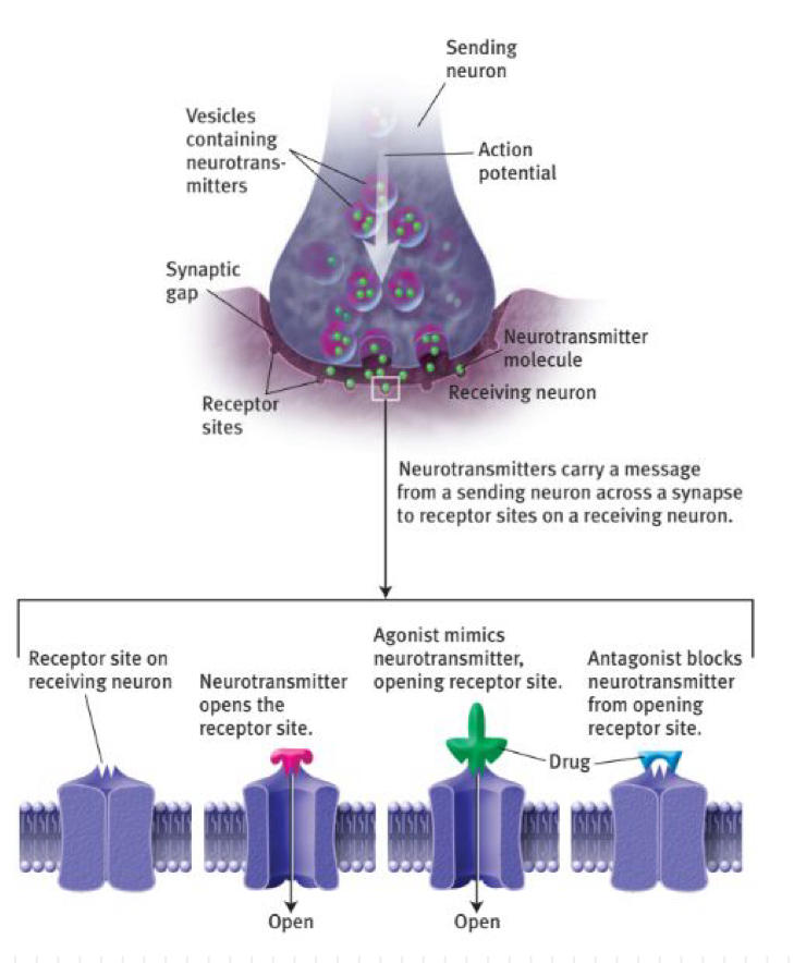 <p>what are antagonists?</p>