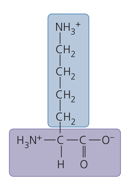 <p>Lysine</p>