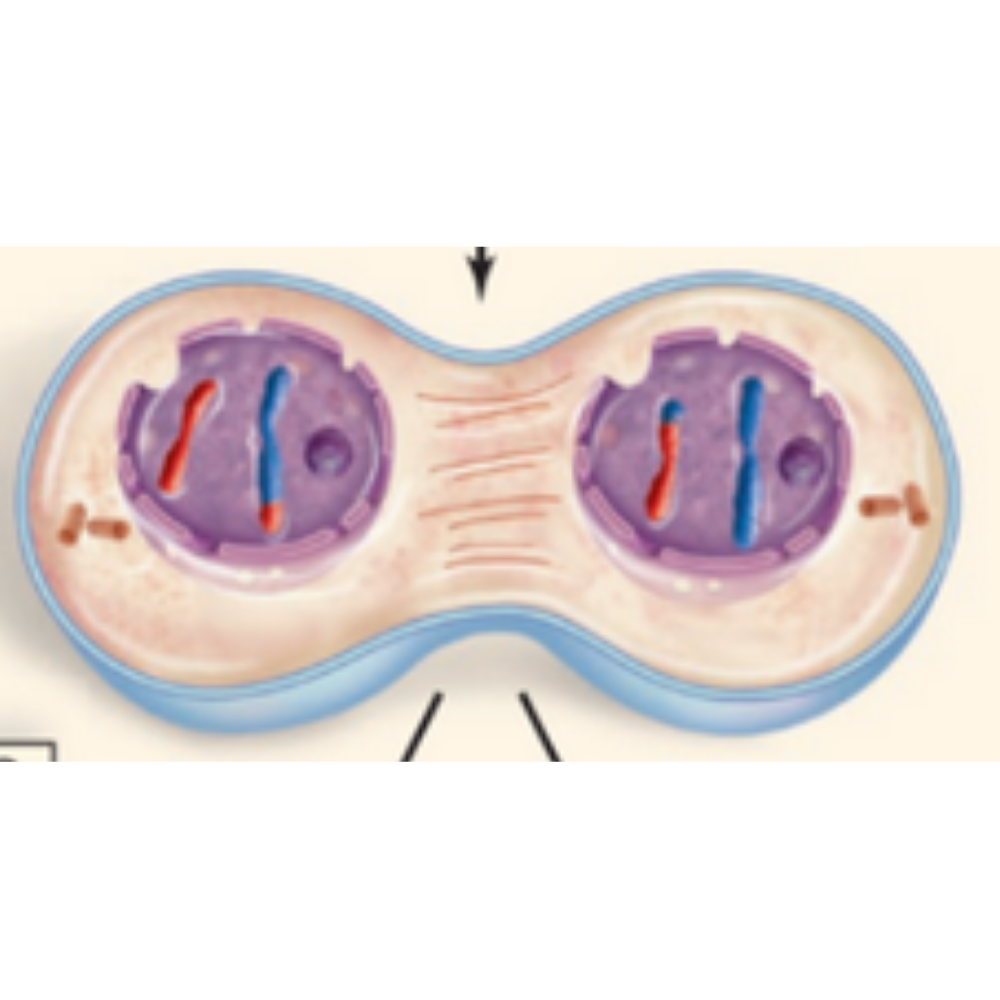 <p>What phase of meiosis is happening here?</p>