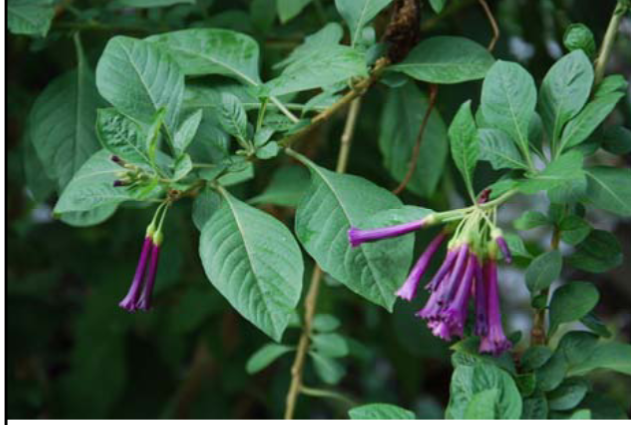 <p><span style="font-family: sans-serif">Iochroma cyanea ‘Purple Queen’ </span></p>