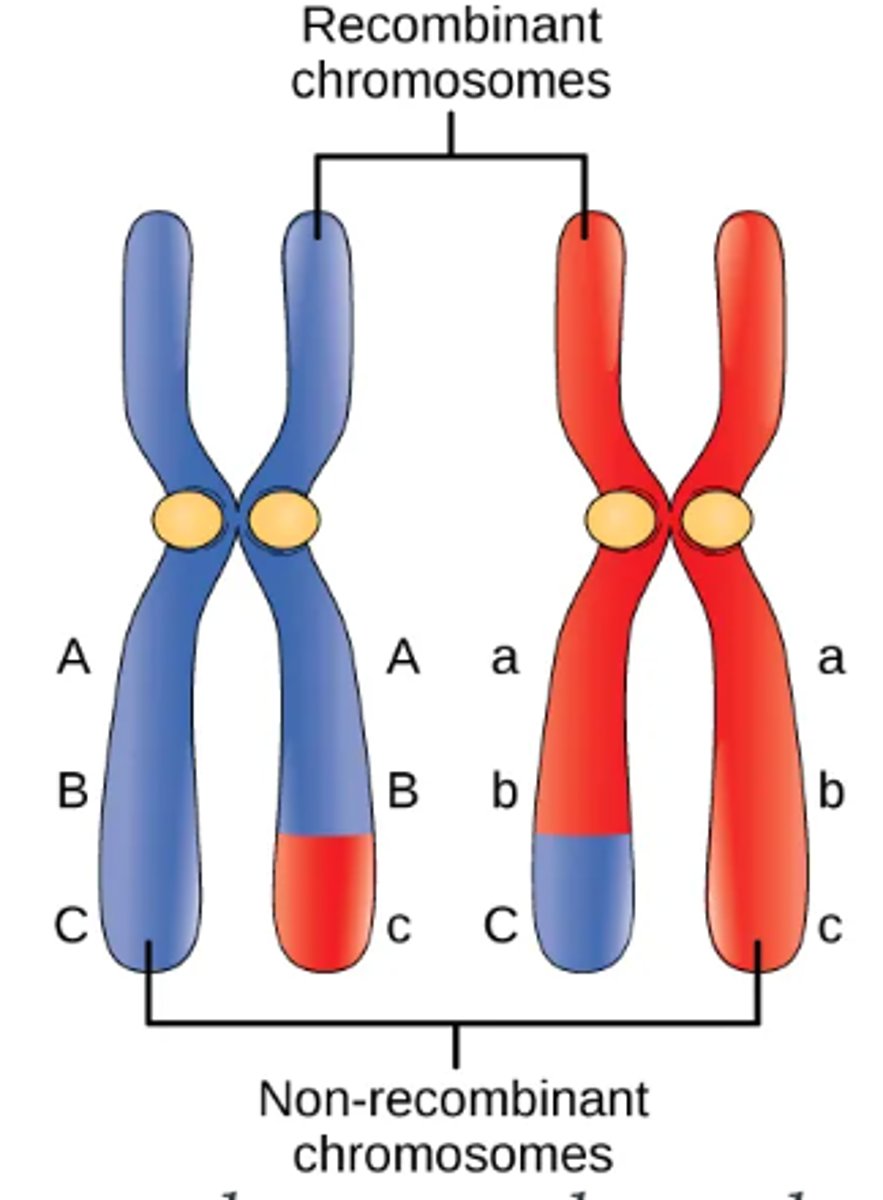 <p>Recombinant chromosome</p>