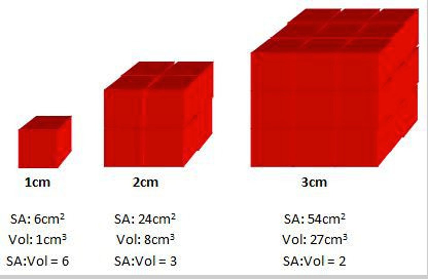 <p>The amount of surface area in relation to how large something is</p>