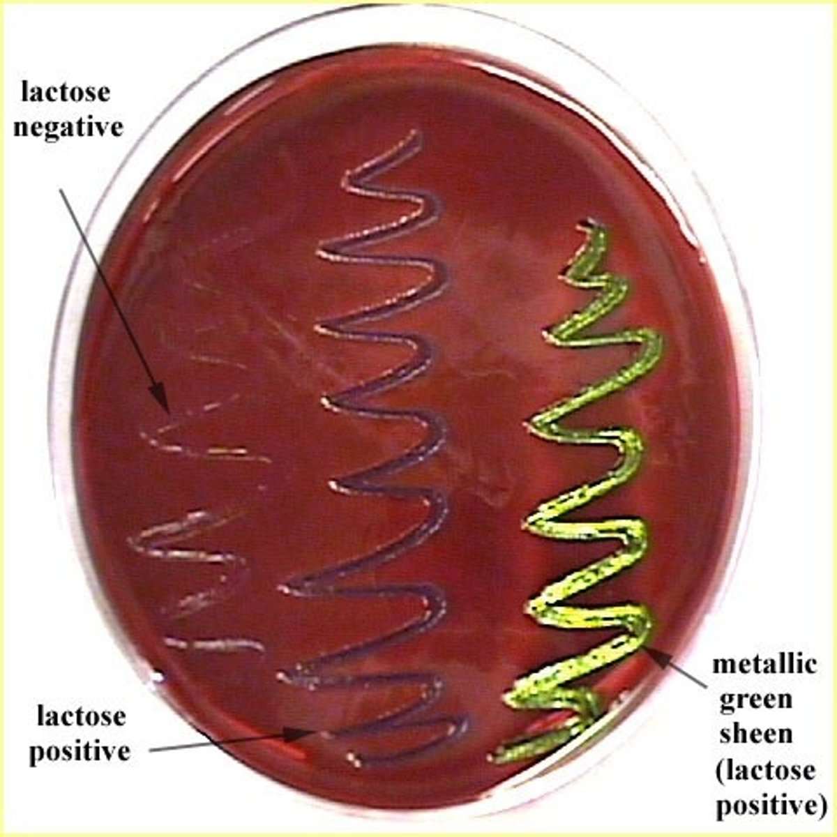 <p>Selective and differential for isolation and differentiation of lactose fermenting and non fermenting gram negative bacillus.</p>