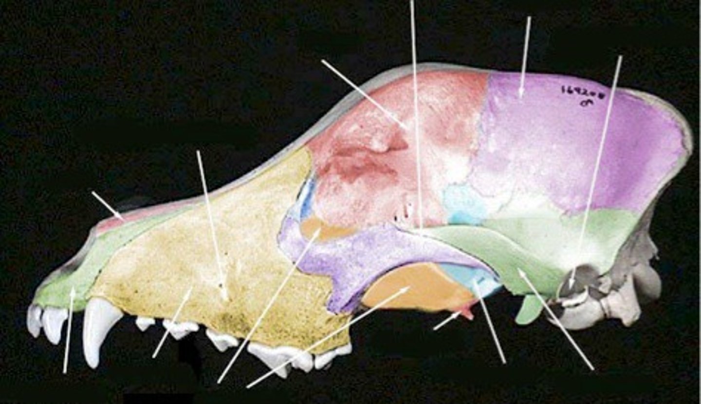 <p>paired, make up most of upper jaw, house upper canine, upper premolar, and molar teeth. forms portion of hard palate</p>