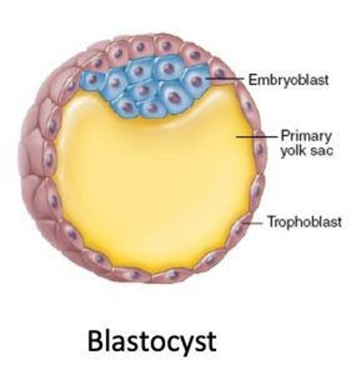 <p>A stage of development around the 50-60 cell stage that begins implantation into the uterine wall about 5 days post-fertilization.</p>