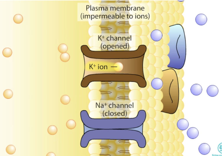 <ul><li><p>Many open K⁺ leak channels at rest → high permeability to K⁺</p><ul><li><p>Thus, <strong><u>determines</u></strong> the resting potential</p></li></ul></li><li><p>Na⁺/K⁺ pump <strong><u>maintains</u></strong> the potential at rest</p></li><li><p>Resting Vm ≈ EK (potassium equilibrium potential)</p></li></ul><p></p>